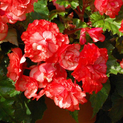 Belgian Giant Trailing Begonias 4 Belgian Giant Trailing Begonias - Image 2