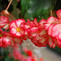 Belgian Giant Trailing Begonias 10 Belgian Giant Trailing Begonias -OWL Plant Shop 630193 2