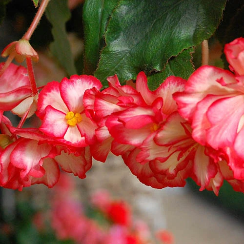 Belgian Giant Trailing Begonias 5 Belgian Giant Trailing Begonias - Image 3