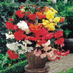 Belgian Giant Trailing Begonias 11 Belgian Giant Trailing Begonias -OWL Plant Shop 630193 3