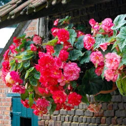 Belgian Giant Trailing Begonias 12 Belgian Giant Trailing Begonias -OWL Plant Shop 630193 4