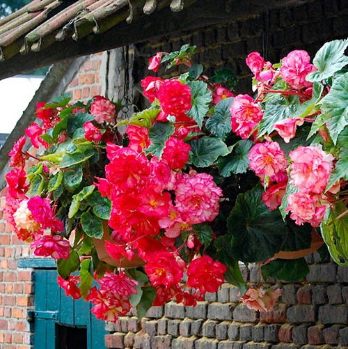 Belgian Giant Trailing Begonias 7 Belgian Giant Trailing Begonias - Image 5