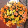 Begonia 'Apricot Fiery Shades' Mix 1 Begonia 'Apricot Fiery Shades' Mix -OWL Plant Shop 630197