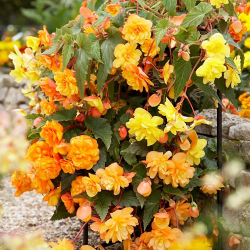 Begonia 'Apricot Fiery Shades' Mix 4 Begonia 'Apricot Fiery Shades' Mix - Image 2