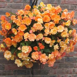 Begonia 'Apricot Fiery Shades' Mix 11 Begonia 'Apricot Fiery Shades' Mix -OWL Plant Shop 630197 2