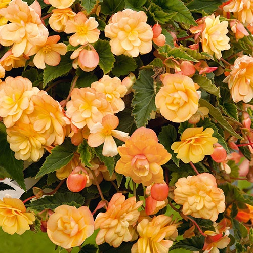 Begonia 'Apricot Fiery Shades' Mix 6 Begonia 'Apricot Fiery Shades' Mix - Image 4