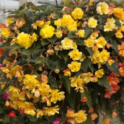 Begonia 'Apricot Fiery Shades' Mix 14 Begonia 'Apricot Fiery Shades' Mix -OWL Plant Shop 630197 5