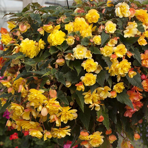 Begonia 'Apricot Fiery Shades' Mix 8 Begonia 'Apricot Fiery Shades' Mix - Image 6