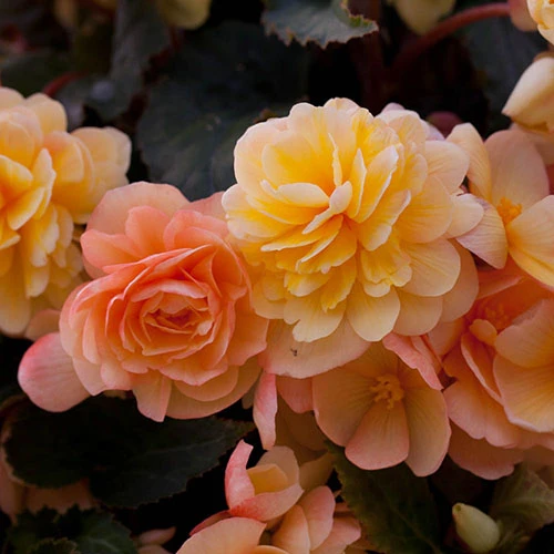 Begonia 'Apricot Fiery Shades' Mix 9 Begonia 'Apricot Fiery Shades' Mix - Image 7