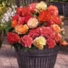 Begonia Heaven Scent 1 Begonia Heaven Scent -OWL Plant Shop 630199