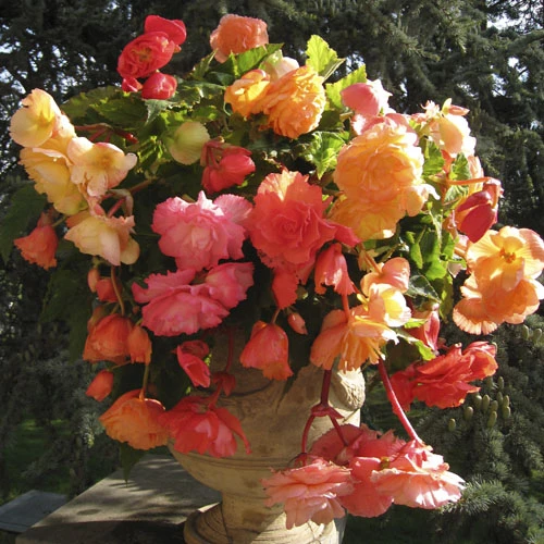 Begonia Heaven Scent 4 Begonia Heaven Scent - Image 2