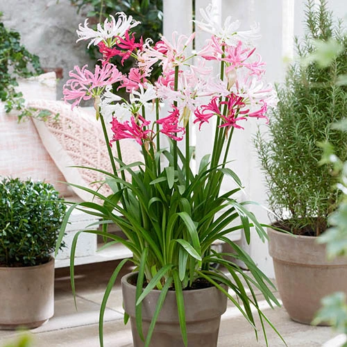 Nerine Hybridisers Mix 3 Nerine Hybridisers Mix