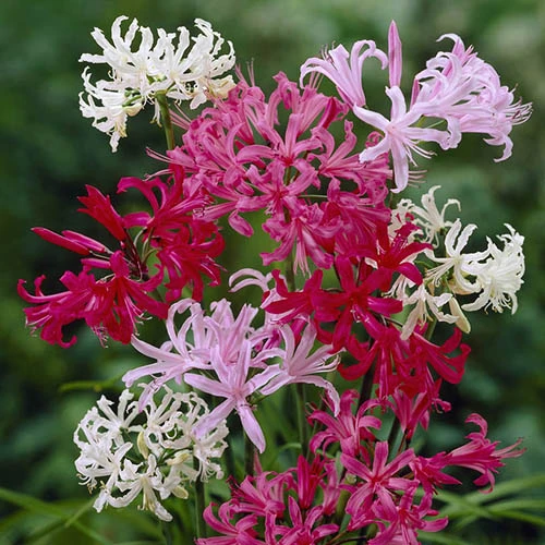 Nerine Hybridisers Mix 4 Nerine Hybridisers Mix - Image 2