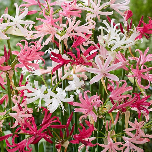 Nerine Hybridisers Mix 5 Nerine Hybridisers Mix - Image 3