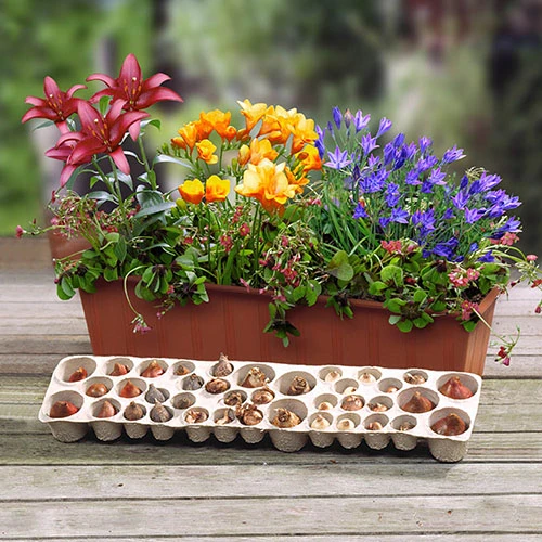 'Balcony Beauty' Drop In Summer Bulb Kit 3 'Balcony Beauty' Drop In Summer Bulb Kit