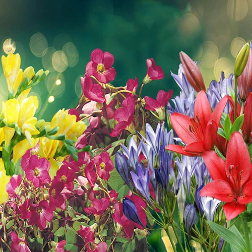 'Balcony Beauty' Drop In Summer Bulb Kit 4 'Balcony Beauty' Drop In Summer Bulb Kit - Image 2