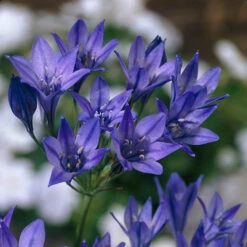 'Balcony Beauty' Drop In Summer Bulb Kit 13 'Balcony Beauty' Drop In Summer Bulb Kit -OWL Plant Shop 630217 2