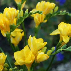 'Balcony Beauty' Drop In Summer Bulb Kit 15 'Balcony Beauty' Drop In Summer Bulb Kit -OWL Plant Shop 630217 4