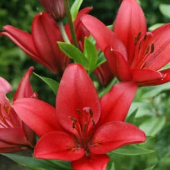 'Balcony Beauty' Drop In Summer Bulb Kit 16 'Balcony Beauty' Drop In Summer Bulb Kit -OWL Plant Shop 630217 5