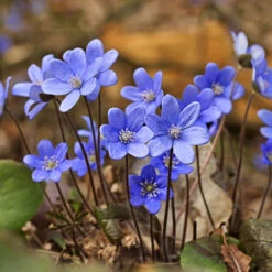 'Balcony Beauty' Drop In Summer Bulb Kit 17 'Balcony Beauty' Drop In Summer Bulb Kit -OWL Plant Shop 630217 6