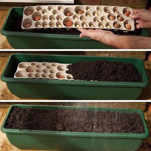 'Balcony Beauty' Drop In Summer Bulb Kit 10 'Balcony Beauty' Drop In Summer Bulb Kit - Image 8