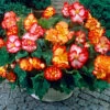 Begonia 'Marginata Mix' 1 Begonia 'Marginata Mix' -OWL Plant Shop 630219