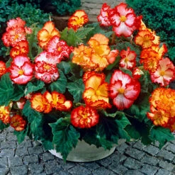 Begonia 'Marginata Mix'