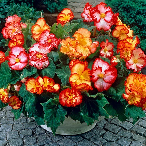 Begonia 'Marginata Mix' 2 Begonia 'Marginata Mix'