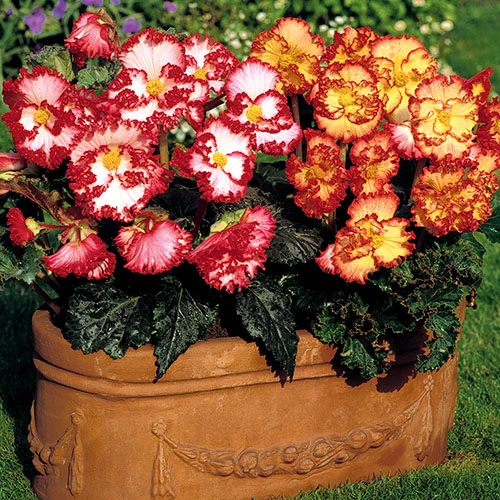 Begonia 'Marginata Mix' 3 Begonia 'Marginata Mix' - Image 2