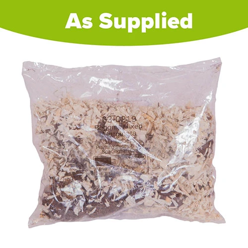 Begonia 'Marginata Mix' 4 Begonia 'Marginata Mix' - Image 3