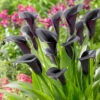 Black Calla Lily Zantedschia 'Cantor' 1 Black Calla Lily Zantedschia 'Cantor' -OWL Plant Shop 630223