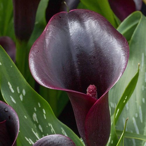 Black Calla Lily Zantedschia 'Cantor' 4 Black Calla Lily Zantedschia 'Cantor' - Image 2