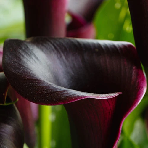 Black Calla Lily Zantedschia 'Cantor' 5 Black Calla Lily Zantedschia 'Cantor' - Image 3