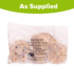 Black Calla Lily Zantedschia 'Cantor' 9 Black Calla Lily Zantedschia 'Cantor' -OWL Plant Shop 630223 3