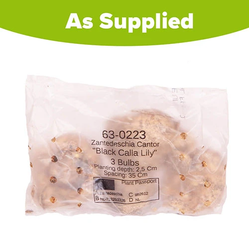 Black Calla Lily Zantedschia 'Cantor' 6 Black Calla Lily Zantedschia 'Cantor' - Image 4