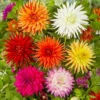 Dahlia Cactus Mixed 1 Dahlia Cactus Mixed -OWL Plant Shop 630225