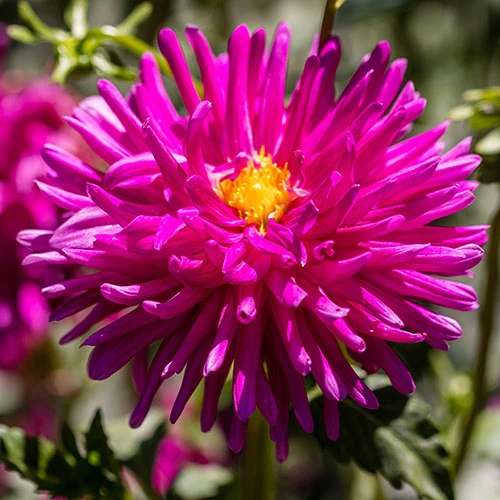 Dahlia Cactus Mixed 7 Dahlia Cactus Mixed - Image 5