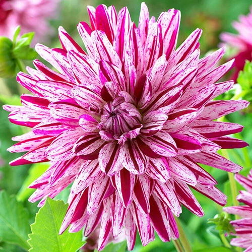 Dahlia 'Blackberry Ripple' 3 Dahlia 'Blackberry Ripple'