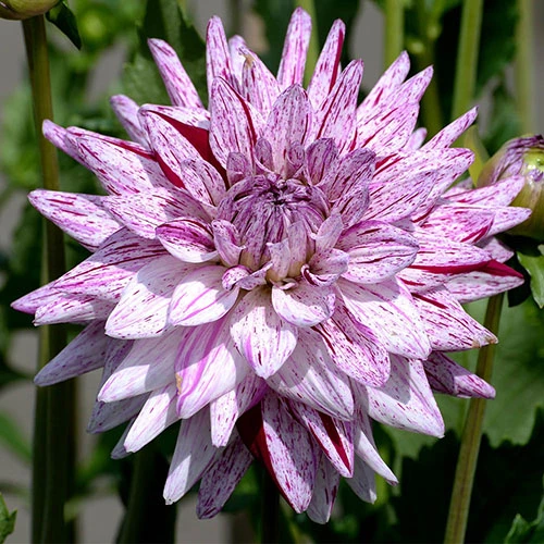 Dahlia 'Blackberry Ripple' 4 Dahlia 'Blackberry Ripple' - Image 2