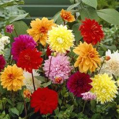 Dahlia 'Dinnerplates' Mix
