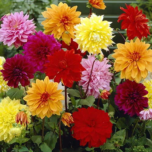 Dahlia 'Dinnerplates' Mix 4 Dahlia 'Dinnerplates' Mix - Image 2