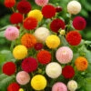 Dahlia Pom Pom Mix 2 Dahlia Pom Pom Mix -OWL Plant Shop 630320