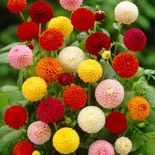 Dahlia Pom Pom Mix 3 Dahlia Pom Pom Mix