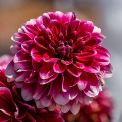 Best Seller -OWL Plant Shop 630320 1