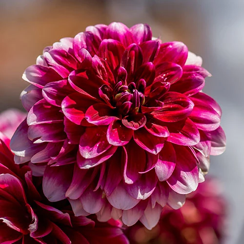 Dahlia Pom Pom Mix 4 Dahlia Pom Pom Mix - Image 2