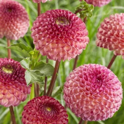 Dahlia Pom Pom Mix 11 Dahlia Pom Pom Mix -OWL Plant Shop 630320 3
