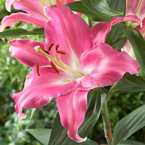 Skyscraper Lily Collection 4 Skyscraper Lily Collection - Image 2