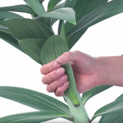 Skyscraper Lily Collection 16 Skyscraper Lily Collection -OWL Plant Shop 630326 6