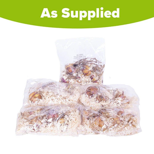 Skyscraper Lily Collection 10 Skyscraper Lily Collection - Image 8