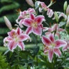 Mixed Fragrant Oriental Lilies 2 Mixed Fragrant Oriental Lilies -OWL Plant Shop 650072